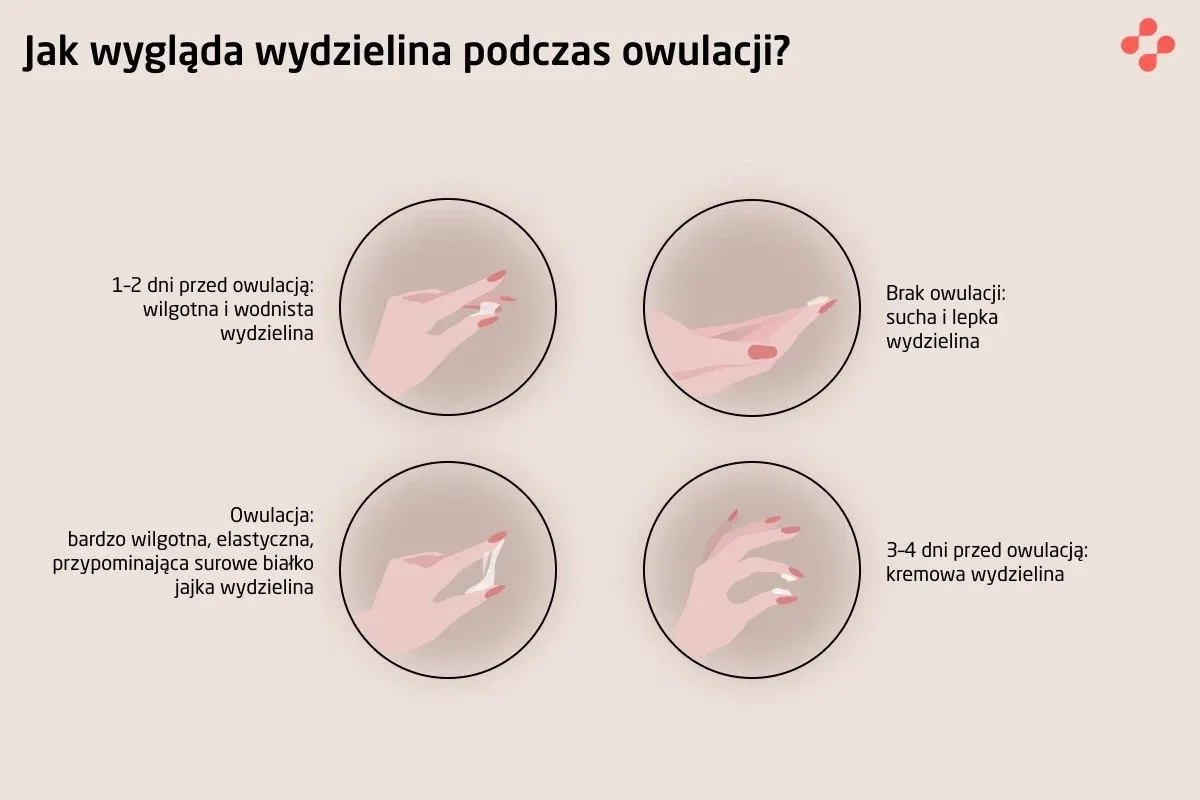 Na czym polega owulacja? Klucz do zrozumienia płodności kobiety
