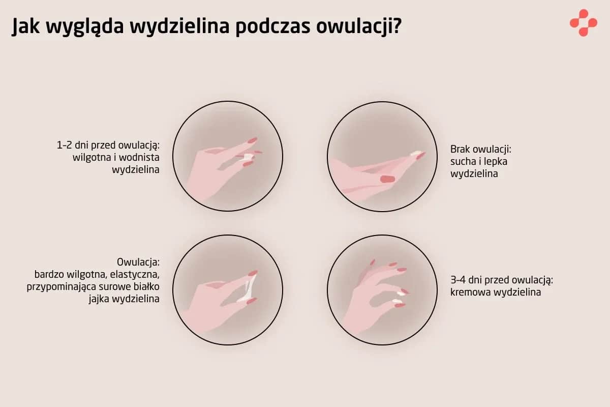 Na czym polega owulacja? Klucz do zrozumienia płodności kobiety