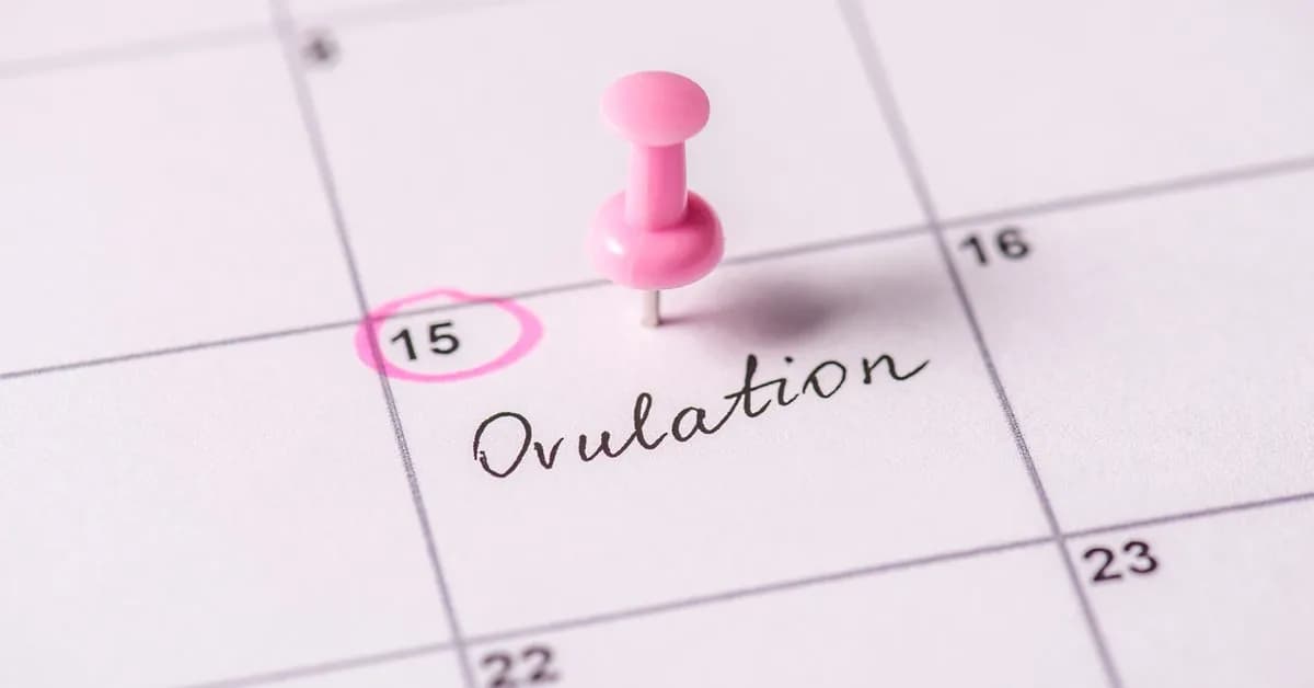 Jak obliczyć owulację kalkulator - proste kroki dla każdej kobiety