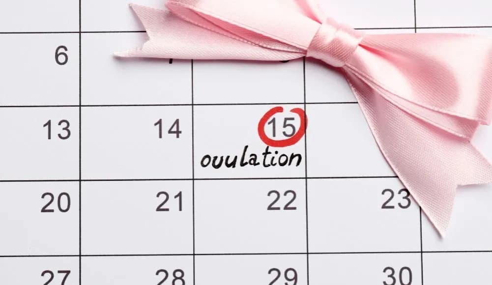 Ile dni po owulacji jest się płodnym? Odkryj kluczowe informacje