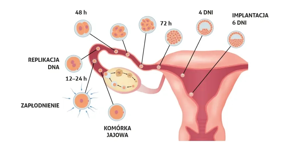 Ile trwa owulacja? Kluczowe informacje o czasie i płodności